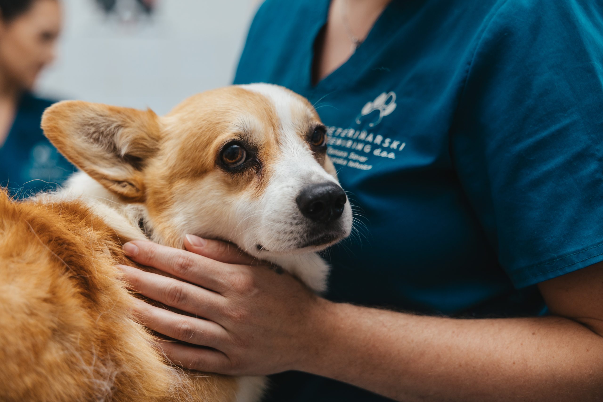 Skrbna veterinarska obravnava psa