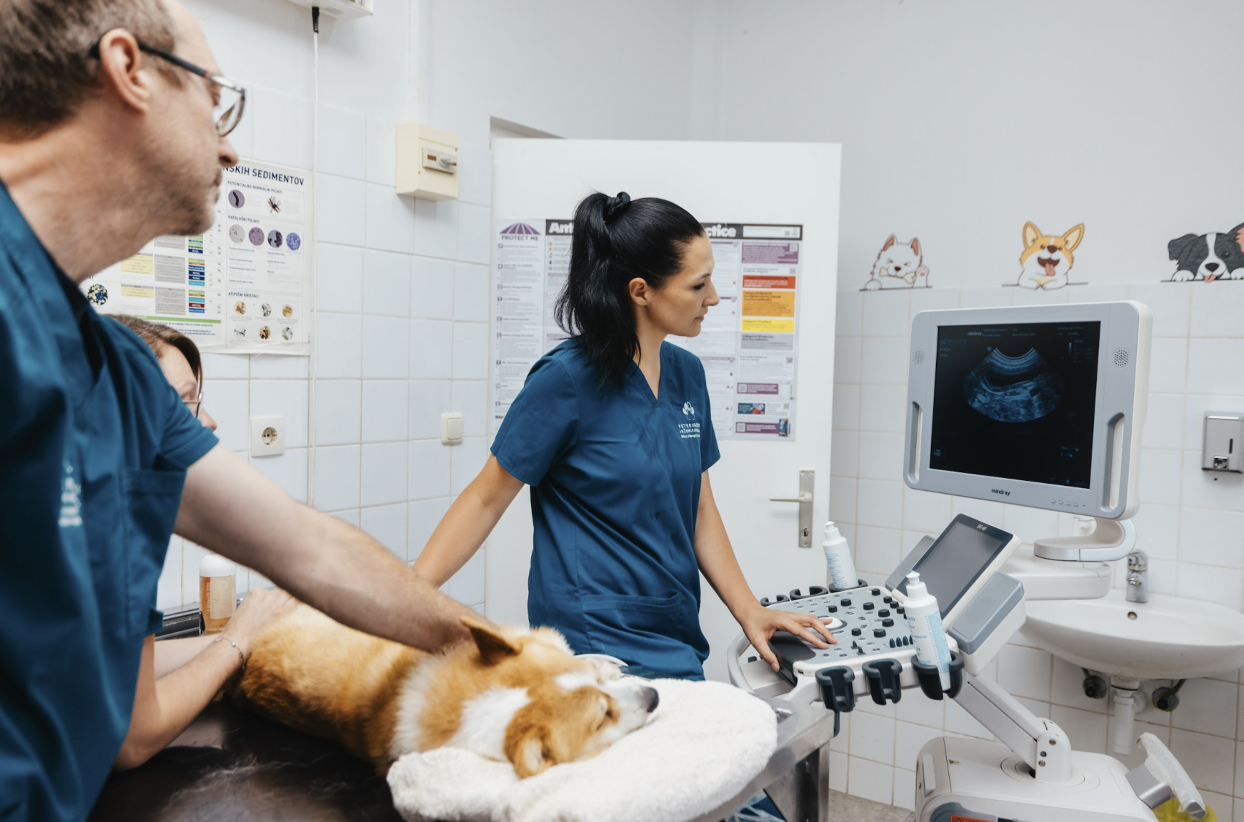 Ultrazvočna diagnostika psa
